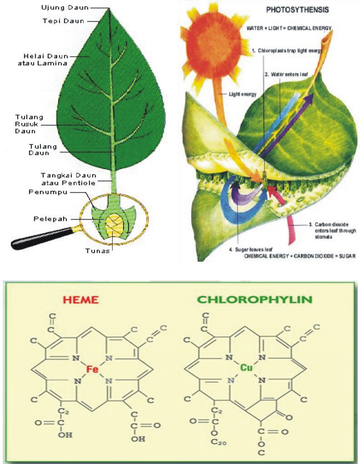 IPA Zat hijau  daun  atau klorofil