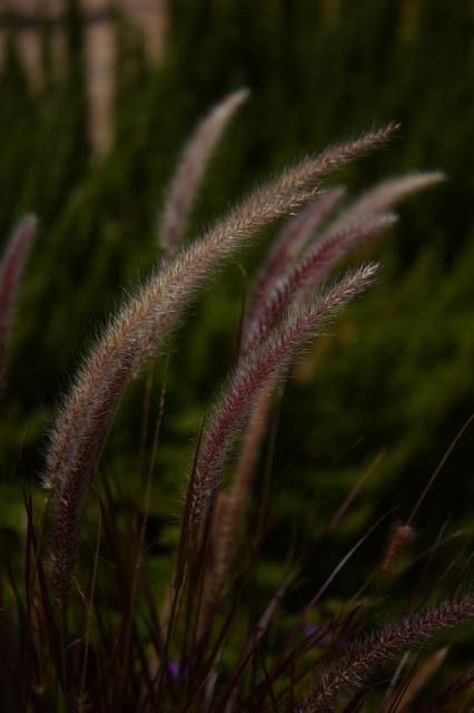 pennisetum rubrum, garden bloggers bloom day, small sunny garden, amy myers, photography, desert garden