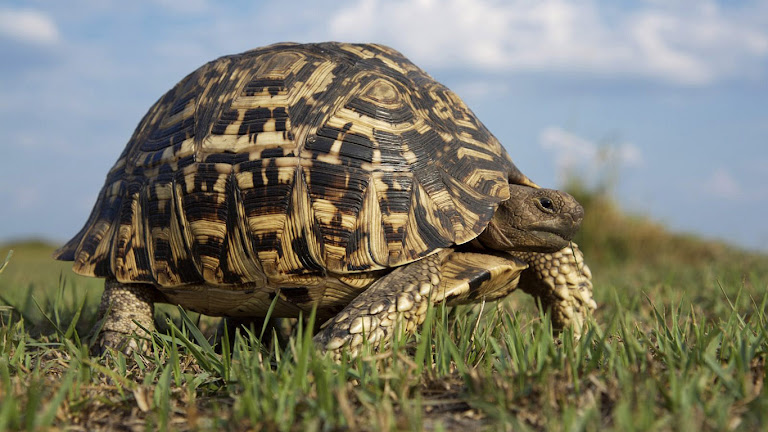 Turtle on Grass hd wallpaper