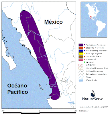 endemic birds MExico