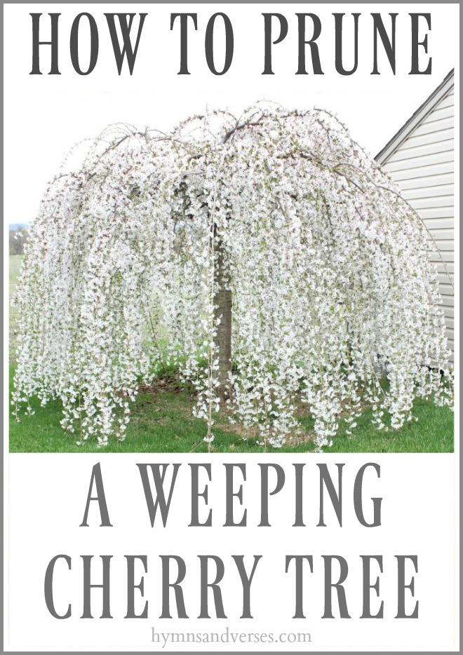  HYMNS & VERSES | HOW TO PRUNE A WEEPING CHERRY TREE