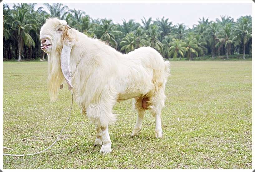 5 Foto Kambing  Terbesar Di Dunia Untuk Dipotong Kurban 