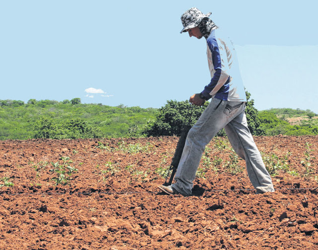 Após chuvas, agricultores iniciam plantio no Curimataú e Seridó