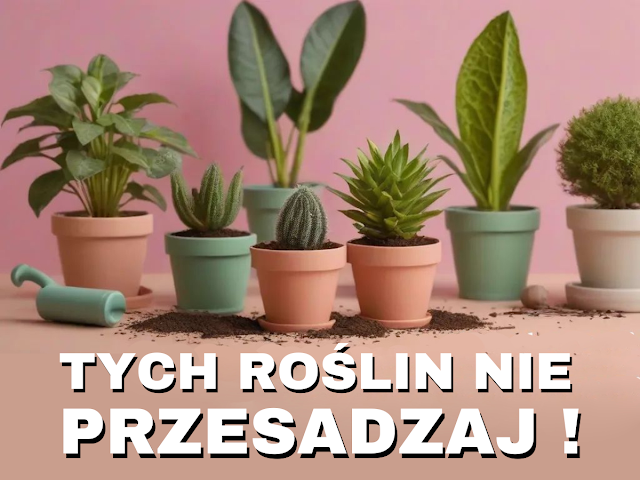 Po co przesadzamy rośliny domowe przesadzanie rośłin