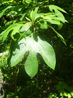 Sassafras leaves