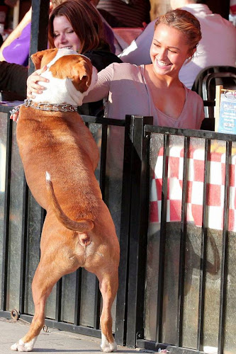 Hayden Panattiere, Dog, hollywood, hotel, lunch,