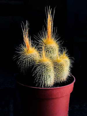 Parodia Leninghausi kaktüs sukulent bakımı bilgi nasıl bakılır çiçeği Flower cactus suculent i kaktus sergisi  , kaktüs türkiye  ,  kaktüs, kaktus  , cacti , bitki  , cactus    cactuslover  , cactus, succulents   plant  , flower  , flowers   , cicek ,  , cactusrepost, kaktüsseverler , kaktüs koleksiyonu , cactus collection, 🌵,kaktüs özel türler # kolleksiyonluk kaktüs