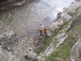 This dog was the only one brave enough to go down to the river. I saw him trying to eat some paperwork that had fallen out of the burned car.