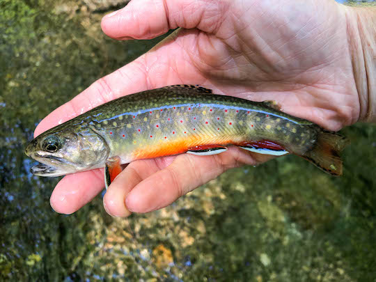 Small native southern Appalachian brook trout