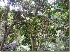 20151228_bromeliad (Small)