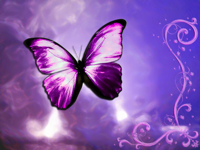 Gambar Kupu-kupu Cantik HD