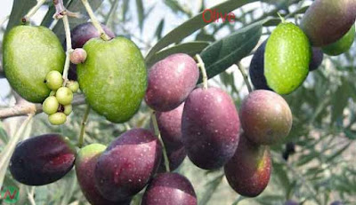 olive; olive fruit