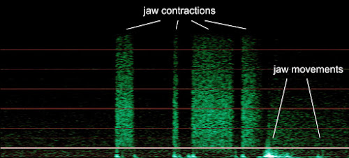 [Image: Spectrogram.]