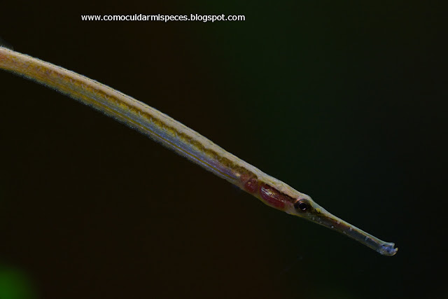 Macrophis brachyurus - Pez Pipa de cola corta detalle del macho