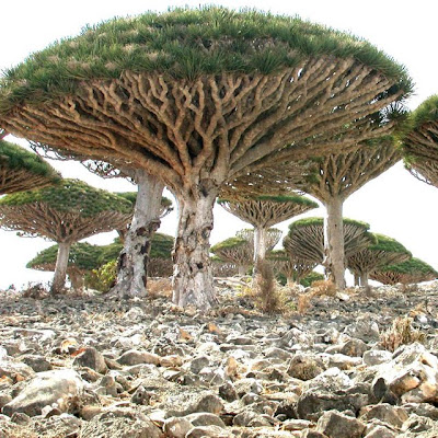 Árboles Sangre de los Dragones, Isla de Socotra, Yemen.