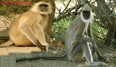 gray langur