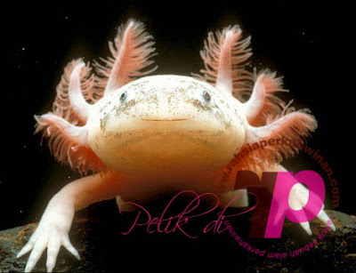 Axolotl | peristiwa pelik, ganjil, weird, mysterious MALAYSIA