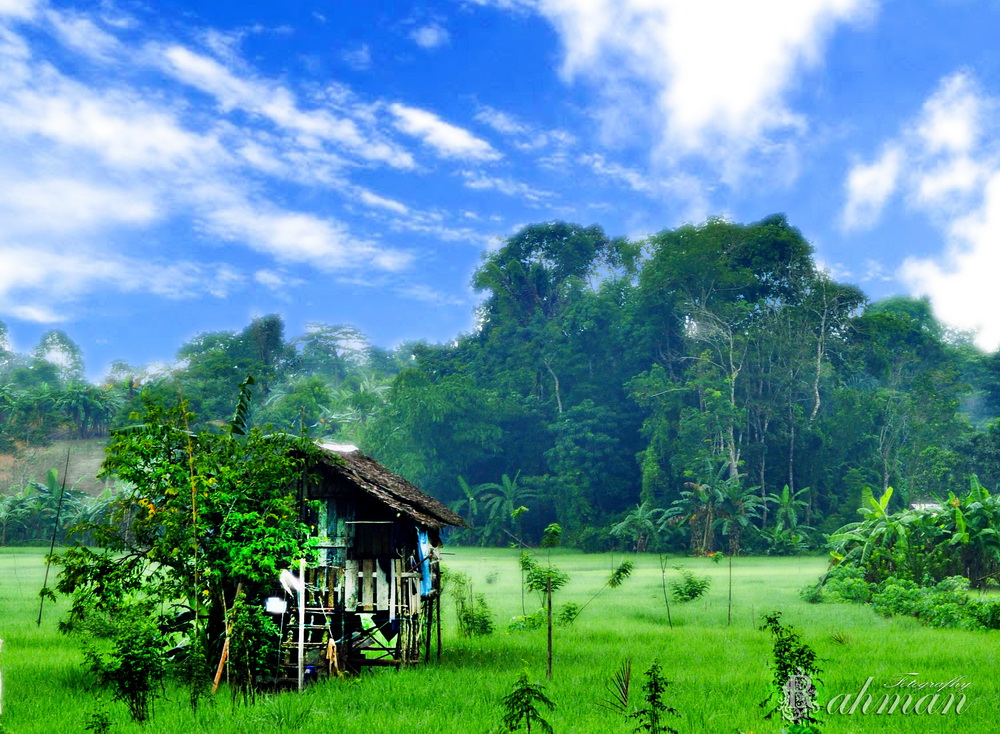 Rahman Photo Galery Rumah  Sawah