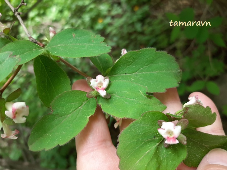 Абелия корейская / Забелия двуцветковая разновидность корейская (Abelia coreana, =Zabelia biflora var. coreana)