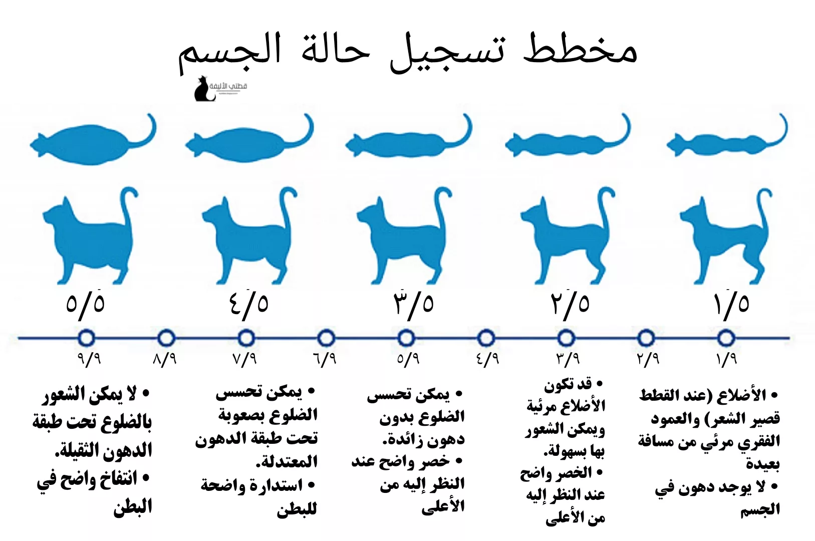 الوقاية من زيادة الوزن والسمنة والألم في القطط: خطط الوقاية والعمل