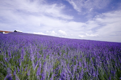 lavanda