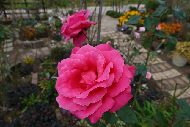 鳥取県米子市別所 こばやしバラ園 バラ（薔薇）