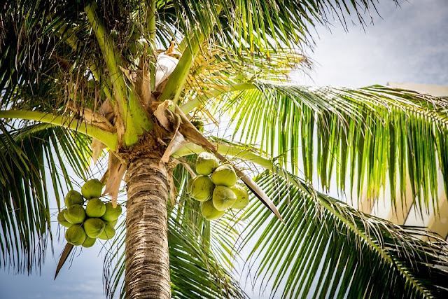 Step By Step Guide On How To Start A Lucrative Coconut Business In Nigeria