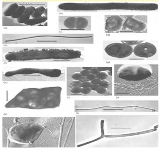  contohnya basil yang hidup di air panas Pintar Pelajaran Archaebacteria (Archaea) : Pengertian, Ciri-ciri, Struktur Sel, Contoh
