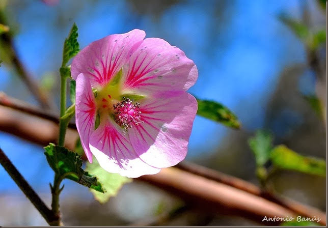 ANISODONTEA MALVASTROIDESDSC_8482X1