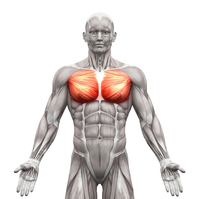 Pectoralis Major Rupture: Science Based