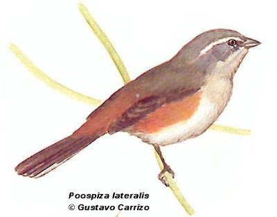 Red  rumped Warbling Finch
