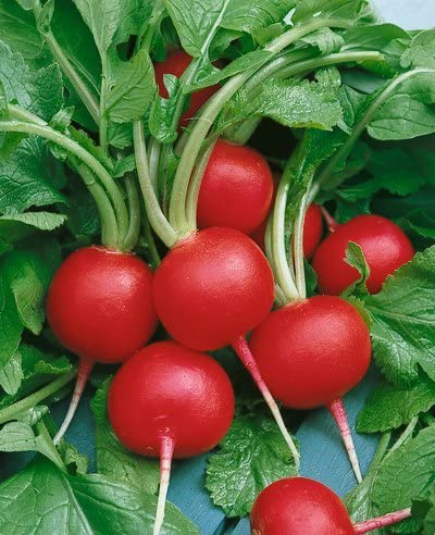 Champion Radish - Raphanus Sativus -