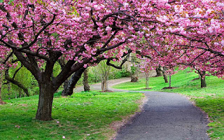 pemandangan bunga sakura