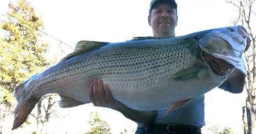 International Fishing News: ARKANSAS: a 68 pound striped bass