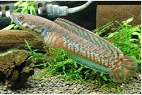 33 Jenis nama dan foto Ikan Gabus Kutuk SnakeHead Fish