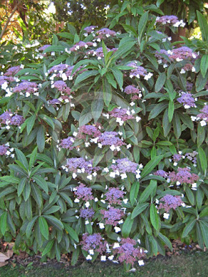 Hydrangea strigosa care and culture