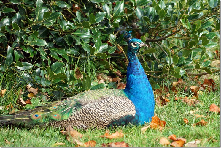 paris male pea fowl in bois de vincennes 110917 00000