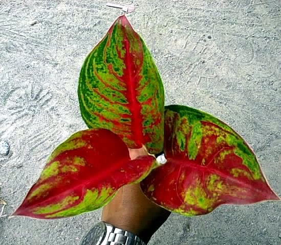 Aglaonema-Red-Krakatau