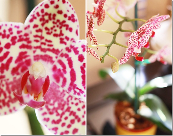 2 blogorchid