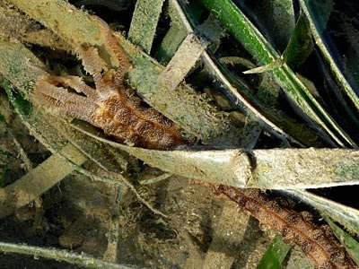 Synaptid sea cucumber