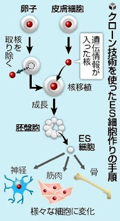 人間 ES細胞 作成