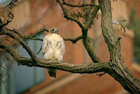 Amelia perched in a locust tree.