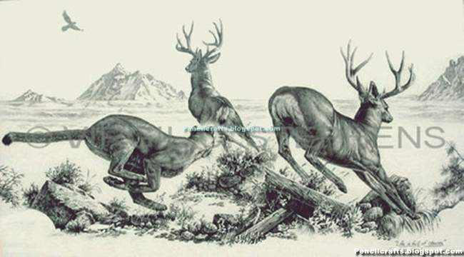 Drawings Of Deer Heads