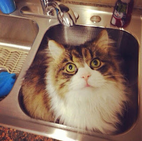 Funny cats - part 99 (40 pics + 10 gifs), cat pictures, cat sits in the sink