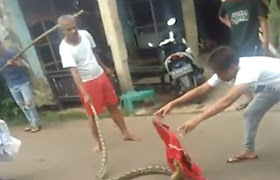 Heboh…!!! Penampakan Ular Sanca Diatas Tiang Listrik Pemukiman Warga