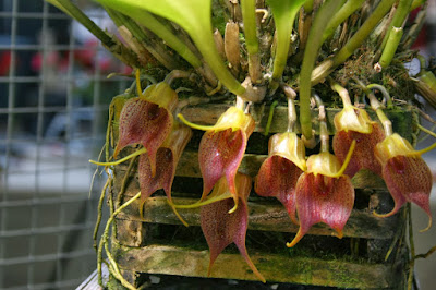 Masdevallia angulata care and culture