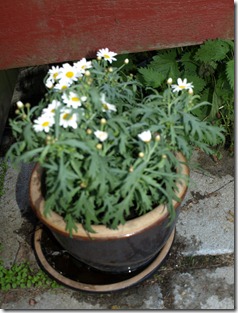 P5234920