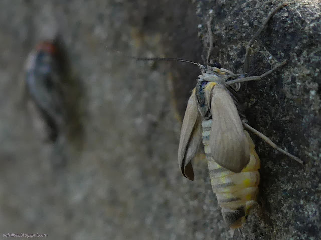 little wings and a big abdomen on a moth