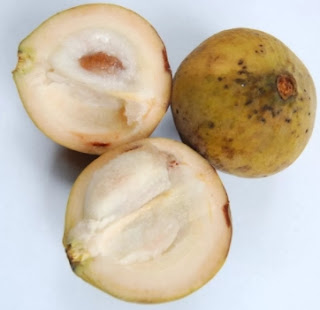 Buah Kecapi