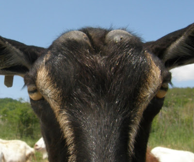 kecske die Ziege kecskebak der Geissbock der Ziegenbock kecskeszakáll der Spitzbart nőstény kecske die Geiss  chčvre f.  kecskebőr goatskin kecskebéka bull-frog vad kecske pine marten kecskepásztor goat-herd kecskeszakáll goatee   kecske goat kecskeláb trestle   kecskeláb-véső gouge kecskelábú asztal trestle-table oroszlánfejű kecsketestű kígyófarkú szörnyeteg chimaera chimera  kecskebűz caprino (fn) kecskebak capro caprone becco kecskesajt caprino (fn) kecskebogyó caccola di capra kecsketrágya caprino (fn) kecskegyapjú lana caprina kecskeszakáll barba da capretta kecskeistálló ovile (h) stallo  kecske szakálla bargiglio kecskenyáj (vál.) gregge barbato kecskeakol (elav.) caprile (h) kecskeistálló (elav.) caprile (h)   gida; kecskegida (hím) capretto; (rég.) cavretto kecskefűz (Salix caprea) salicone gida; kecskegida (nőstény) capretta kecskeszakáll; hegyes szakáll pizzo kecskeszőr v. teveszőr szövet cammellotto; (rég.) cambellotto; ciambellotto kecskével kapcsolatos; kecske- caprino (mn)  gubanc (kecske, bárány stb. gyapjában) caccola (hs: cáccola) kecskeszakáll; hegyes szakáll (középol. tájsz.) pappafico (h, tsz: -chi) a kecske is jóllakjon és a káposzta is megmaradjon salvare capra e cavoli avere la botte piena e la moglie ubriaca sagren; érdes felületű kecske-, szamár- v. zergebőr zigrino   kecskebak [de] geitebok ($-ken$) [de] bok ($-ken$) kecskebőr geitevel kecskeláb bok (műsz.) schraag kecskesajt geitenkaas kecskeszakáll [de] sik ($-ken$) kecske (Capra hircus) (#zoo.#) [de] geit ($-en$)  kecsketenyésztő-szövetkezet [het] geitencoöperatief kardinaalsmuts (-en) kecskefejő (Caprimulgus europaeus) (#zoo.#) [de] schapenmelker ($-s$)  (#zoo.#) [de] sneeuwgeit ($-en$) [de] sneeuwgems ($-gemzen$)   kecske koza